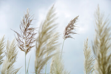Elegant Pampas Grass Against Soft Blue Sky in Natural Setting