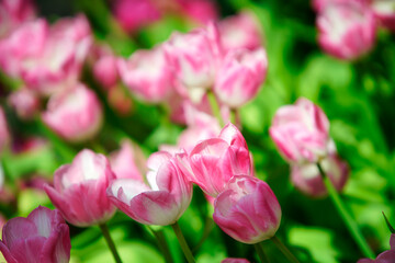 Obraz premium Beautiful Pink Tulips Blooming in Bright Spring Garden Setting