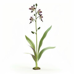 Purple orchid with long, slender leaves against a plain background.