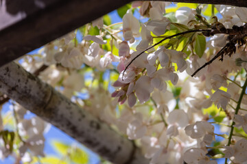 藤棚