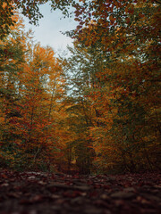 Góry - widok