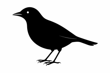 Fototapeta premium myna sihouette black vector