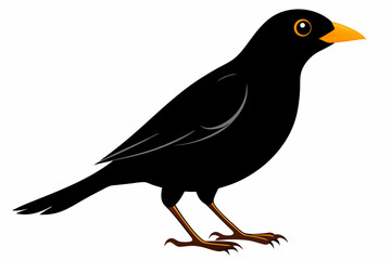 Fototapeta premium myna sihouette black vector