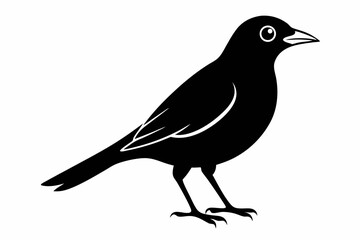 Fototapeta premium myna sihouette black vector