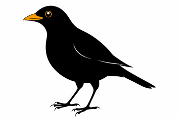 Obraz premium myna sihouette black vector