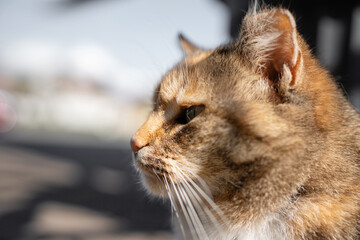 Fototapeta premium Feral and homeless cat live in the street