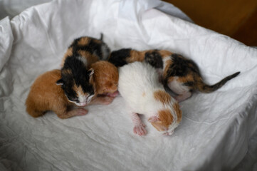 Four tiny newborn kittens sleeping close together on a soft white blanket. Peaceful scene of early life, warmth, and tenderness.