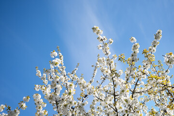 Garden blossoms over blue sky