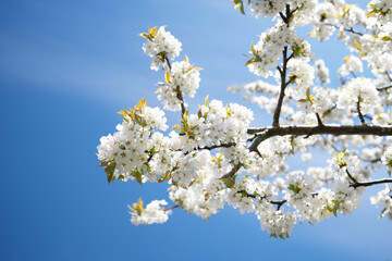 Garden blossoms over blue sky