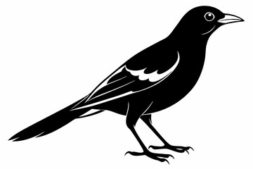 Obraz premium oriole sihouette black vector