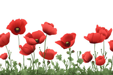 Fototapeta premium Red poppy border with transparent background