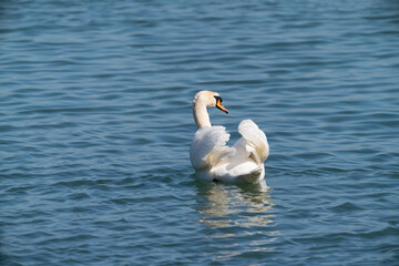 Schwan auf dem Bodensee