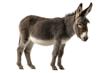 Fototapeta premium Standing grey donkey isolated on transparent PNG background