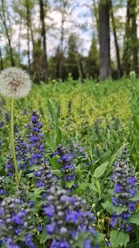Close-up dandelion blowball grow in the spring meadow through purple Upright Bugle flowering plants. Natural composition of peaceful forest environment with blooming Ajuga genevensis flowers