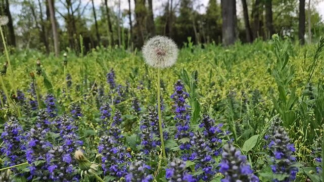 Close-up dandelion blowball grow in the spring meadow through purple Upright Bugle flowering plants. Natural composition of peaceful forest environment with blooming Ajuga genevensis flowers