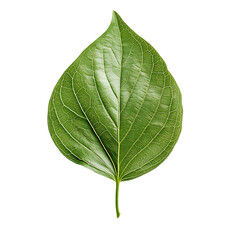Obraz premium Dogwood leaf