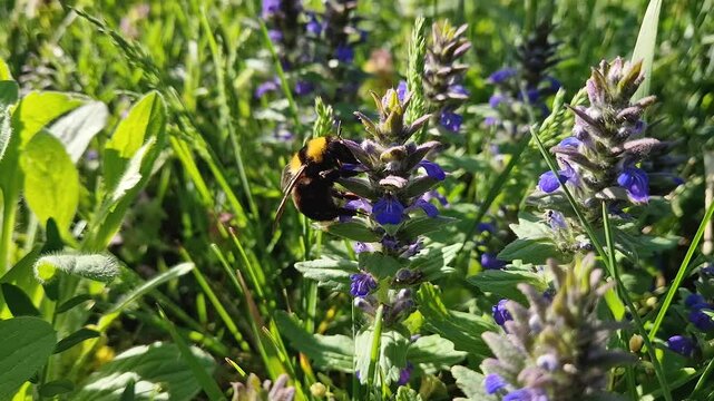 Closeup bumblebee perched on vibrant blue Ajuga genevensis flowers, collecting nectar. Dense spikes surrounded by lush green foliage in the sunny spring meadow. Blossoms pollination as seasonal charm