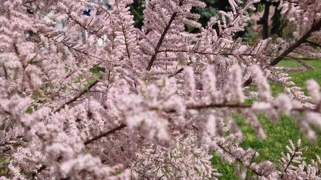 Tamarix tetrandra branches adorned with dense clusters of delicate pink flowers. The slender arching  twigs create a feathery appearance, set against a lush green backdrop