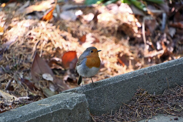 A robin (Erithacus rubecula) in a park. Robin on a concrete slab in the park, closeup of photo
