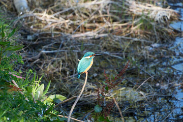 Kingfisher (Alcedo atthis). Blue bird on the shore of the pond