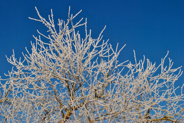 frost on the branches