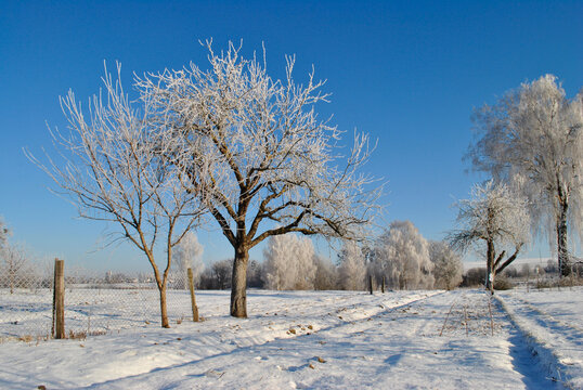 trees in winter