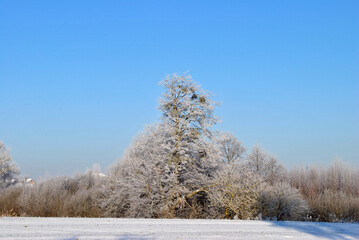 snow covered trees