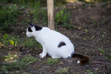 A white cat with black spots sits in the yard on the green grass.
