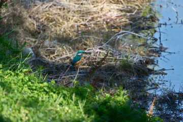 Kingfisher (Alcedo atthis). Blue bird on the shore of the pond