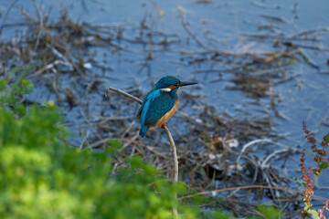 Kingfisher (Alcedo atthis). Blue bird on the shore of the pond