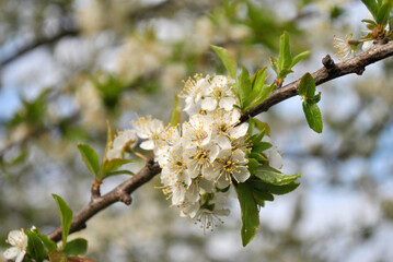 plum tree blossom