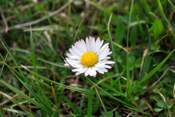 daisy in the grass