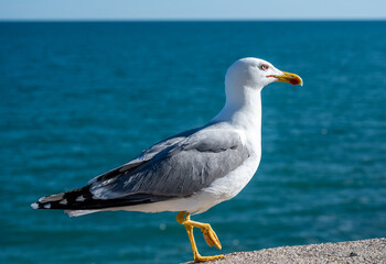 Beautiful seagull in a beautiful sunny day in the coast