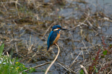 Kingfisher (Alcedo atthis). Blue bird on the shore of the pond