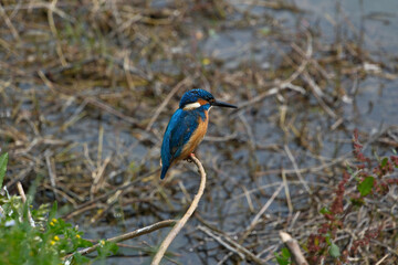Kingfisher (Alcedo atthis). Blue bird on the shore of the pond