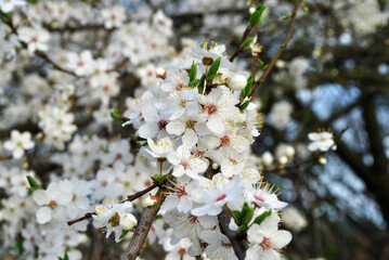 blooming plum tree