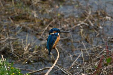 Kingfisher (Alcedo atthis). Blue bird on the shore of the pond