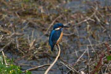 Kingfisher (Alcedo atthis). Blue bird on the shore of the pond