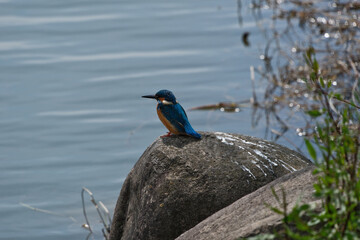 Kingfisher (Alcedo atthis). Blue bird on the shore of the pond