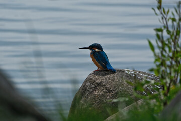 Kingfisher (Alcedo atthis). Blue bird on the shore of the pond