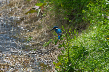 Kingfisher (Alcedo atthis). Blue bird on the shore of the pond