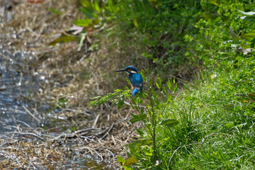 Kingfisher (Alcedo atthis). Blue bird on the shore of the pond