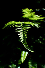 Green fern leaves on black background. Selective focus