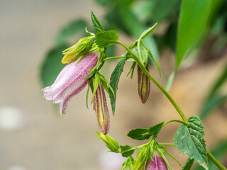 Chinesische Blauglocke (Viola mandsurica)