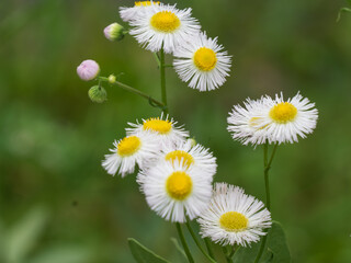 daisies in a field