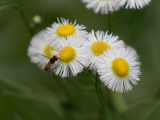 Obraz premium white daisy flower