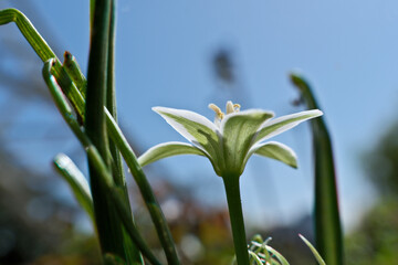 Obraz premium Close up of white flower with green leaves on blue sky background.