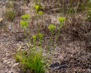 Dense clusters of yellow buds above thread-like leaves of Nuttall’s rayless goldenrod, Bigelowia nuttallii, growing in dry areas of exposed rock in Little River Canyon National Preserve, Alabama.
