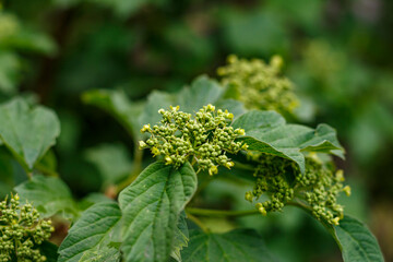 Viburnum dilatatum, or linden viburnum in the yard.