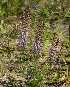 A closeup of the leaves and purple flowers of Godfrey's blazing star, Liatris provincialis, an endangered plant endemic to Florida scrubs and mesic hardwoods. Vertical photo.